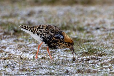 Combattente (Calidris pugnax) - Ruff