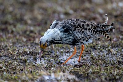 Combattente (Calidris pugnax) - Ruff