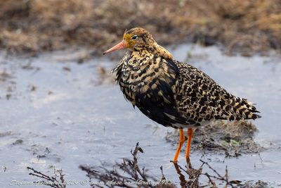 Combattente (Calidris pugnax) - Ruff