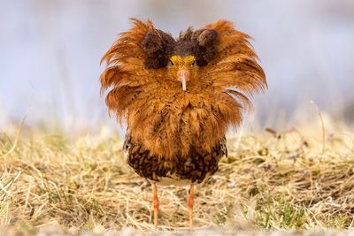 Combattente (Calidris pugnax) - Ruff