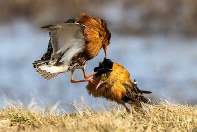 Combattente (Calidris pugnax) - Ruff
