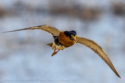 Combattente (Calidris pugnax) - Ruff