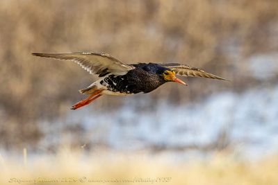 Combattente (Calidris pugnax) - Ruff