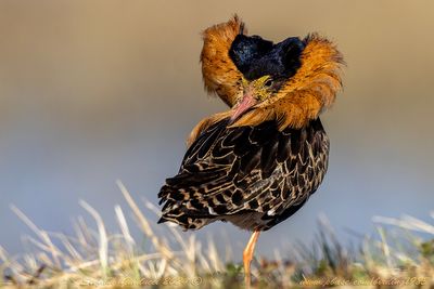 Combattente (Calidris pugnax) - Ruff