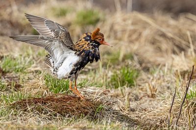 Combattente (Calidris pugnax) - Ruff