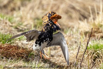 Combattente (Calidris pugnax) - Ruff