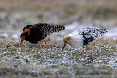 Combattente (Calidris pugnax) - Ruff