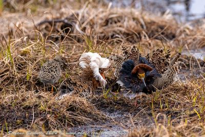 Combattente (Calidris pugnax) - Ruff