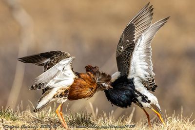 Combattente (Calidris pugnax) - Ruff