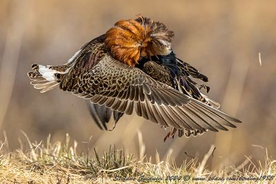 Combattente (Calidris pugnax) - Ruff