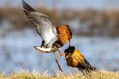 Combattente (Calidris pugnax) - Ruff