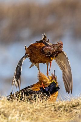 Combattente (Calidris pugnax) - Ruff