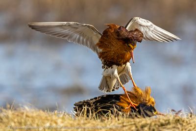 Combattente (Calidris pugnax) - Ruff