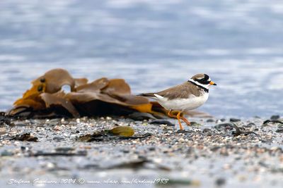 Corriere grosso (Charadrius hiaticula) - Common Ringed Plover