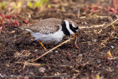 Corriere grosso (Charadrius hiaticula) - Common Ringed Plover
