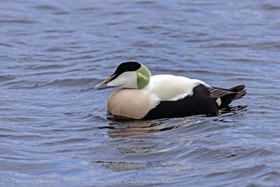 Edredone (Somateria mollissima) - Common Eider