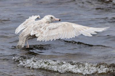 Gabbiano glauco (Larus hyperboreus) - Glaucous Gull