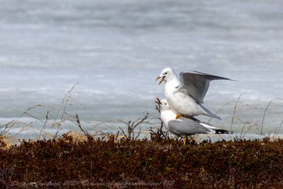 Gavina (Larus canus) - Mew Gull