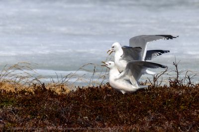 Gavina (Larus canus) - Mew Gull