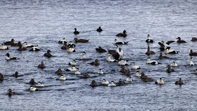 Edredone (Somateria mollissima) - Common Eider