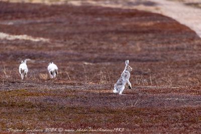 Lepre variabile (Lepus timidus)