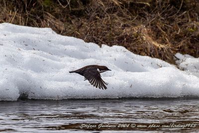 Merlo acquaiolo (Cinclus cinclus) - White-throated Dipper