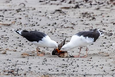 Mugnaiaccio (Larus marinus) - Great Black-backed Gull