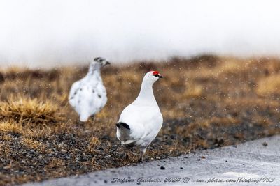 Pernice bianca (Lagopus muta) - Rock Ptarmigan