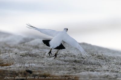 Pernice bianca (Lagopus muta) - Rock Ptarmigan