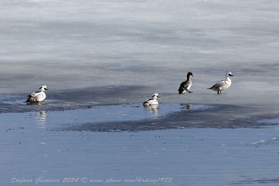Pesciaiola (Mergellus albellus) - Smew