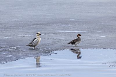 Pesciaiola (Mergellus albellus) - Smew