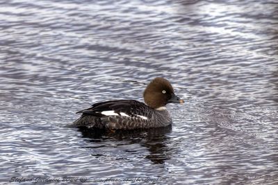 Quattrocchi ♀ (Bucephala clangula) - Common Goldeneye