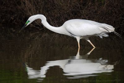 Airone bianco maggiore (Ardea alba) - Great Egret