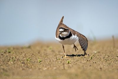 Corriere piccolo (Charadrius dubius) - Little Ringed Plover