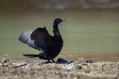 Marangone minore (Phalacrocorax pygmaeus) - Pygmy Cormorant
