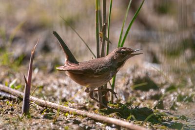 Pettazzurro (Luscinia svecica) - Bluethroat