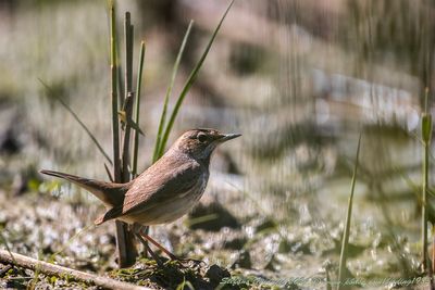 Pettazzurro (Luscinia svecica) - Bluethroat