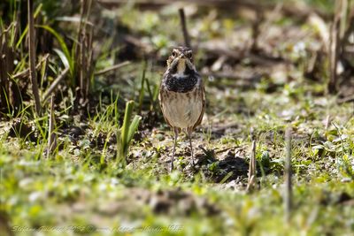 Pettazzurro (Luscinia svecica) - Bluethroat
