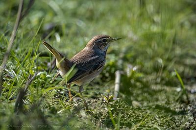 Pettazzurro (Bluethroat)