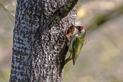 Picchio verde (Picus viridis) - Green Woodpecker
