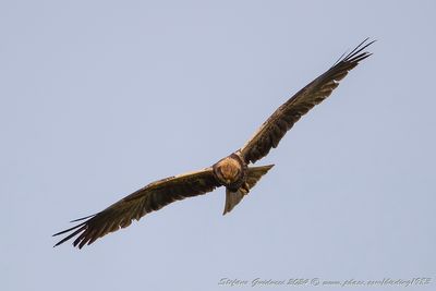 Falco di palude (Circus aeruginosus) - Western Marsh Harrier
