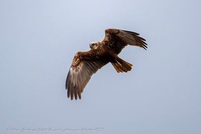 Falco di palude (Circus aeruginosus) - Western Marsh Harrier