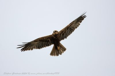 Falco di palude (Circus aeruginosus) - Western Marsh Harrier