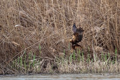 Falco di palude (Circus aeruginosus) - Western Marsh Harrier
