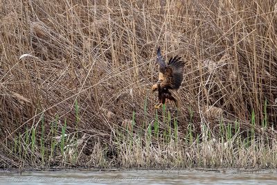 Falco di palude (Circus aeruginosus) - Western Marsh Harrier