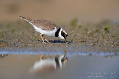 Corriere piccolo (Charadrius dubius) - Little Ringed Plover