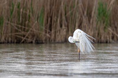 Airone bianco maggiore (Ardea alba) - Great Egret