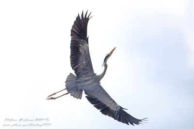 Airone Cenerino (Ardea cinerea) - Grey Heron
