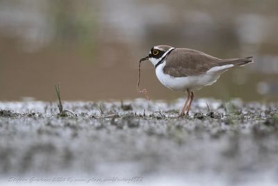 Corriere piccolo (Charadrius dubius) - Little Ringed Plover