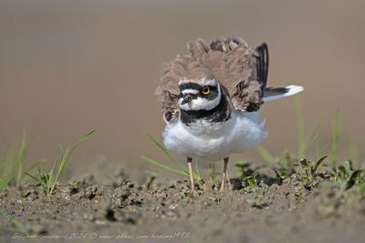 Corriere piccolo (Charadrius dubius) - Little Ringed Plover